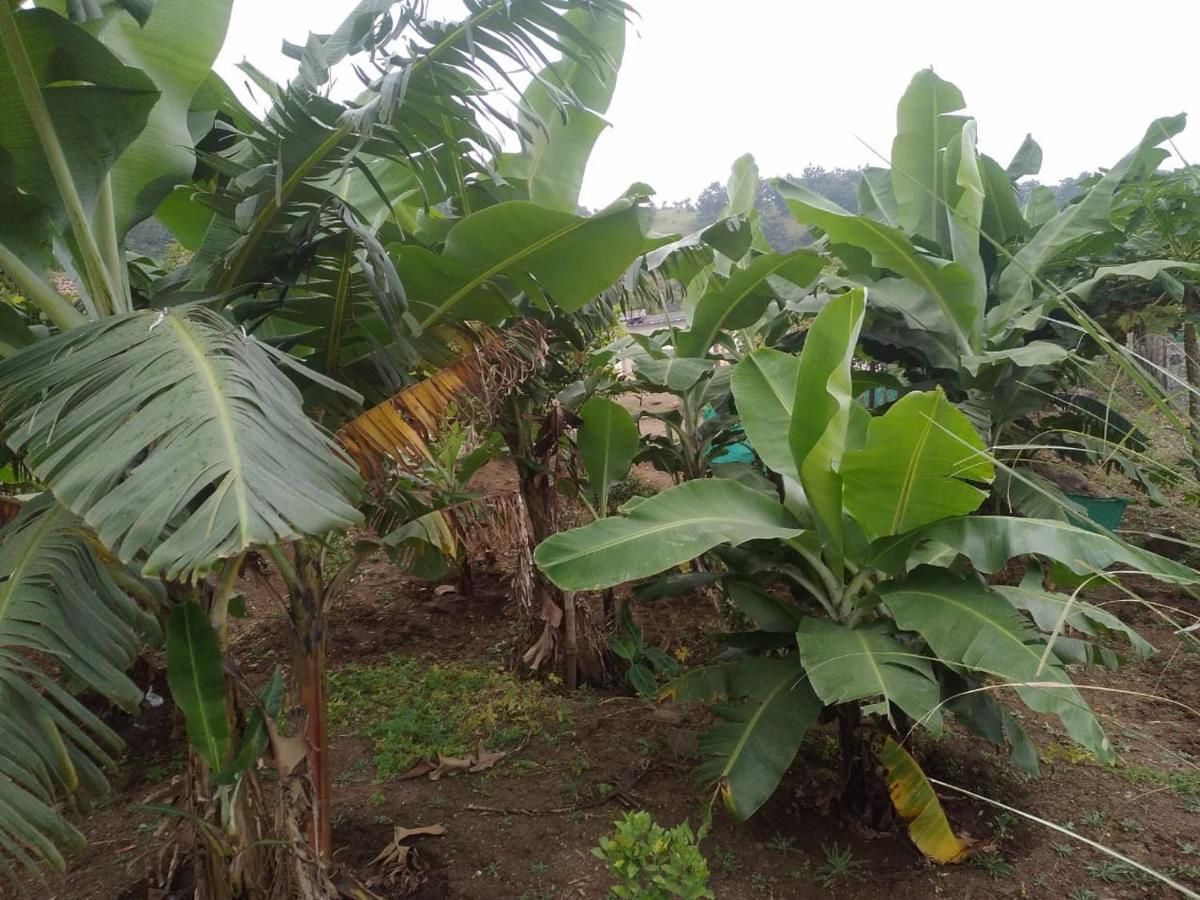 Jandyal Farm House مالشيج جات المظهر الخارجي الصورة